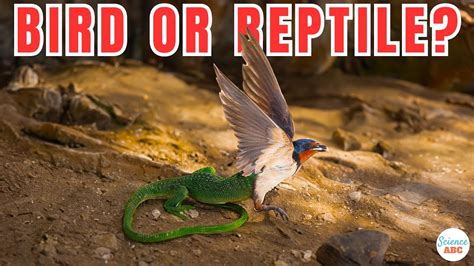 are birds more similar to reptiles or mammals